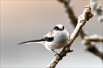 GiK