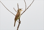 RVL