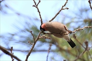 AJE\