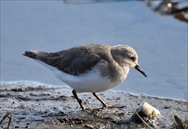 IWgEl