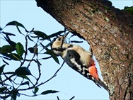AJQ