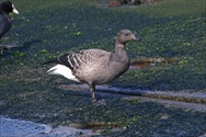 RNK