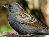 NW