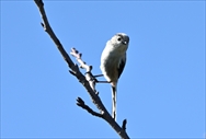 GiK