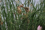 VSCA