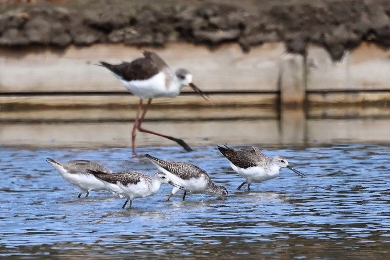 コアオアシシギ