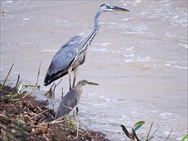 アオサギ・ジャワアカガシラっサギ