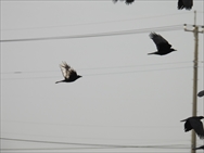 ƒ~ƒ„ƒ}ƒKƒ‰ƒX