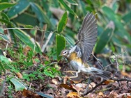 ƒ}ƒ~ƒ`ƒƒƒWƒiƒC