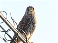 ƒ`ƒ‡ƒEƒQƒ“ƒ|ƒEŠ