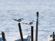 ƒNƒƒnƒ‰ƒAƒWƒTƒV