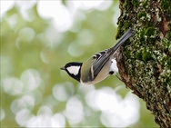 ƒVƒWƒ…ƒEƒJƒ‰