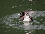 ƒLƒ“ƒNƒƒnƒWƒ