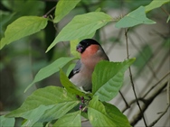 ˆŸŽíƒAƒJƒEƒ\