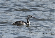 ƒJƒ“ƒ€ƒŠƒJƒCƒcƒuƒŠ