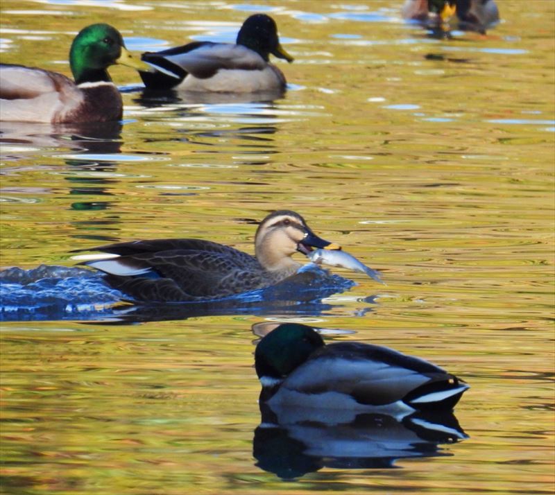 �J���K��