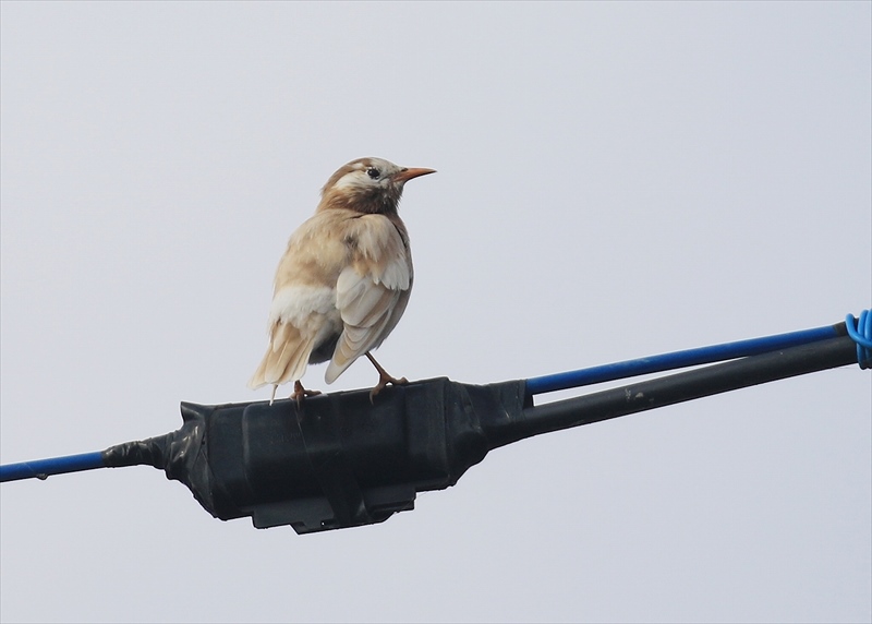 ���N�h��