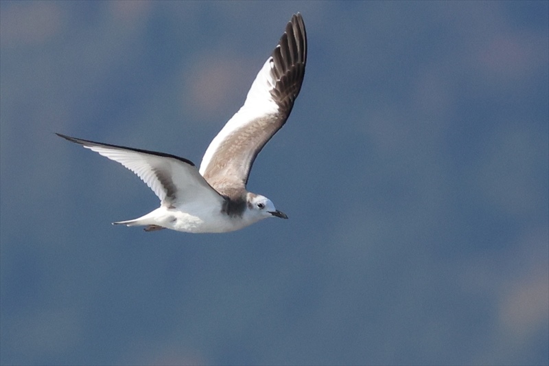 �N�r���J����