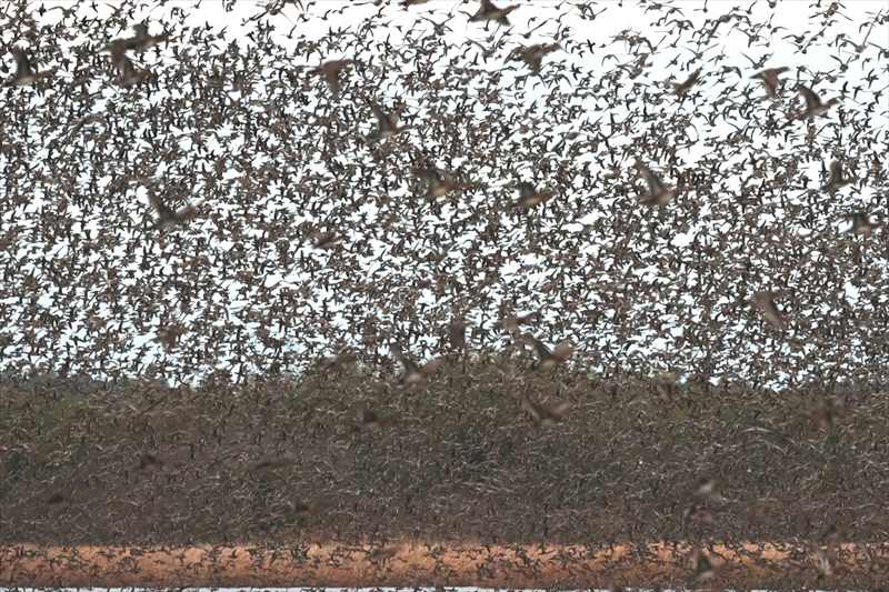 �g���G�K��