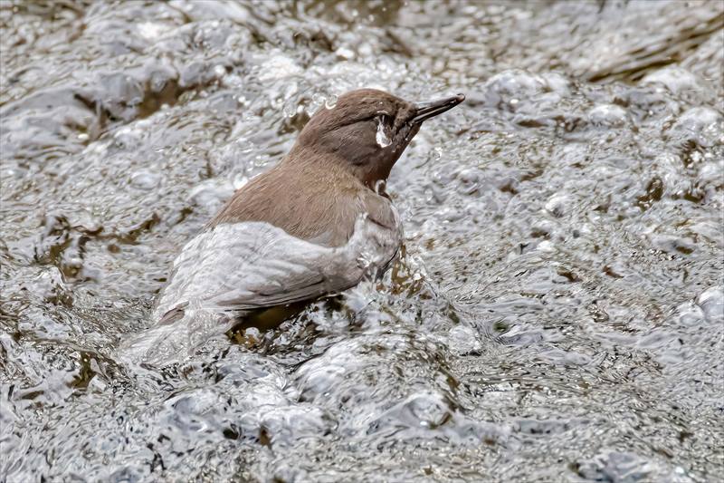 �J���K���X