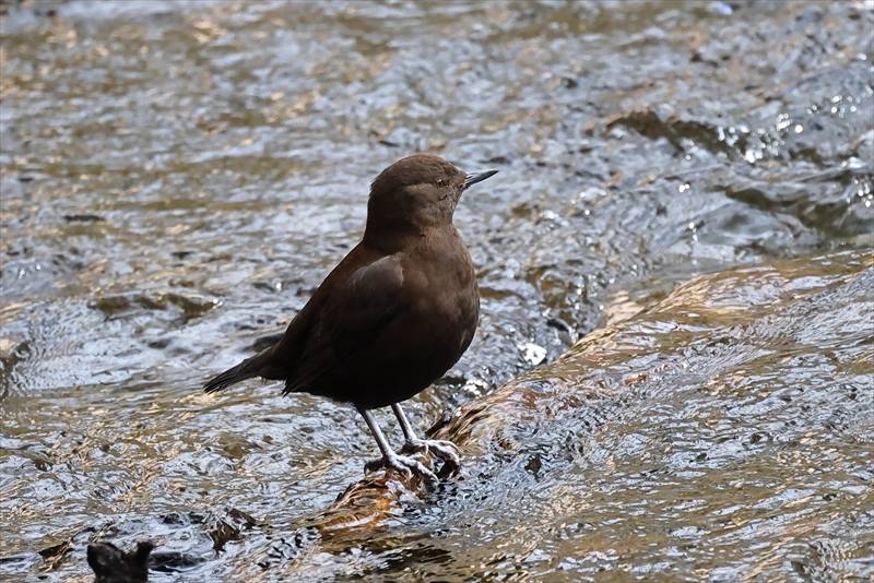 �J���K���X