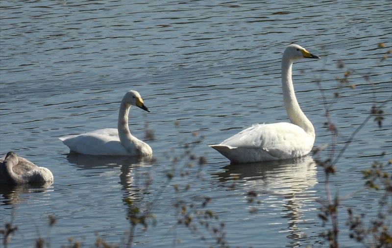 �I�I�n�N�`���E