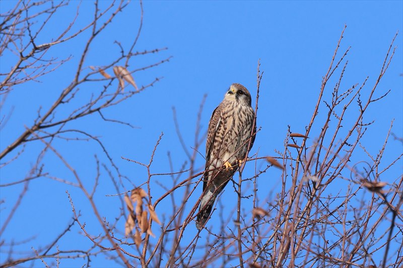 �`���E�Q���{�E