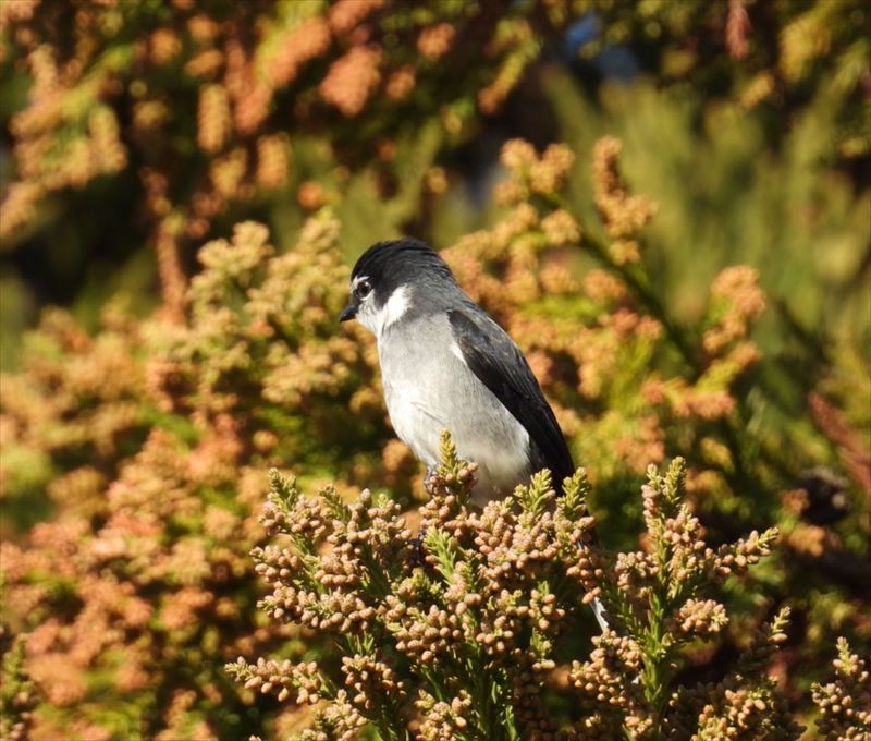 リュウキュウサンショウクイ