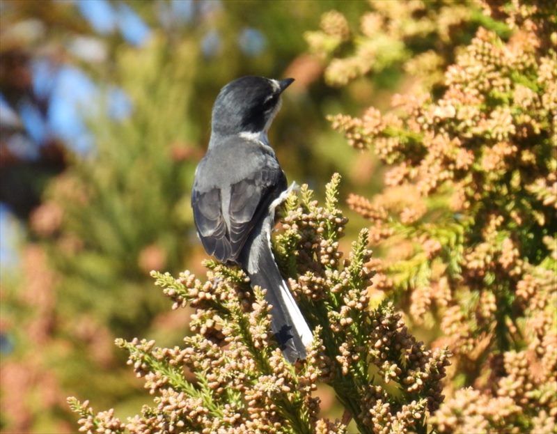 リュウキュウサンショウクイ