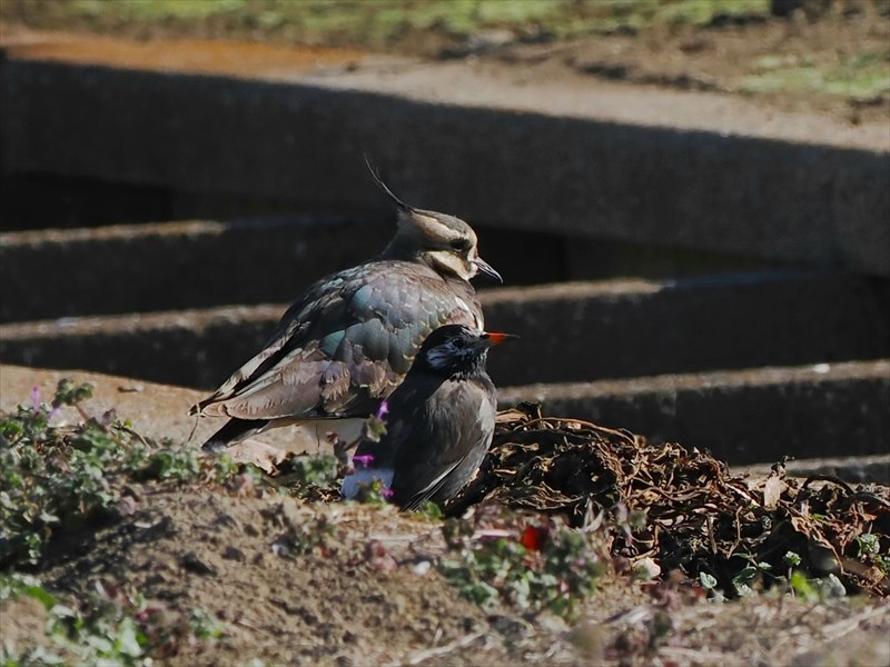 タゲリとムクドリ