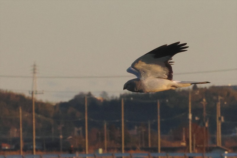 ハイイロチュウヒ