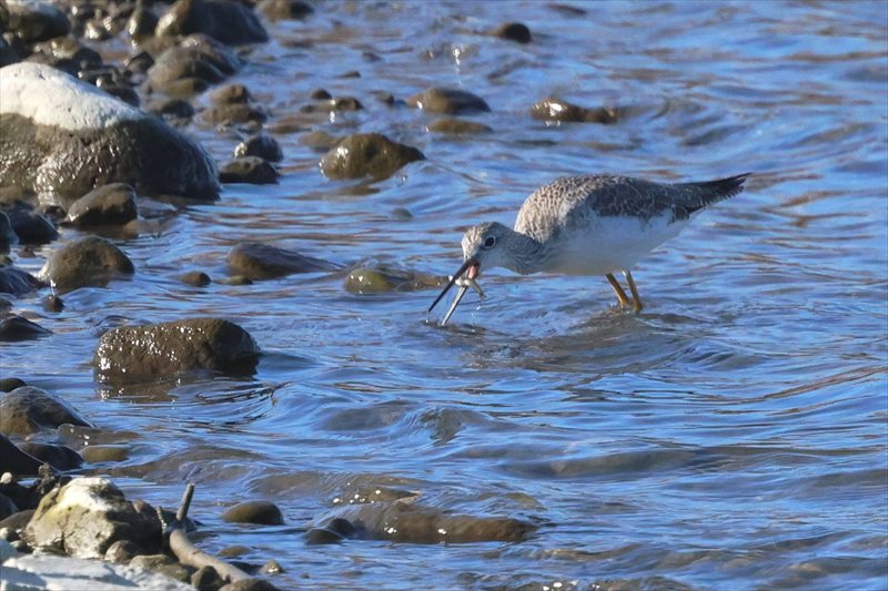 オオキアシシギ