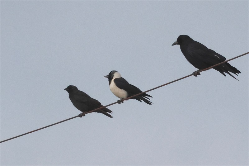 コクルマガラス