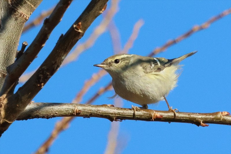 キマユムシクイ
