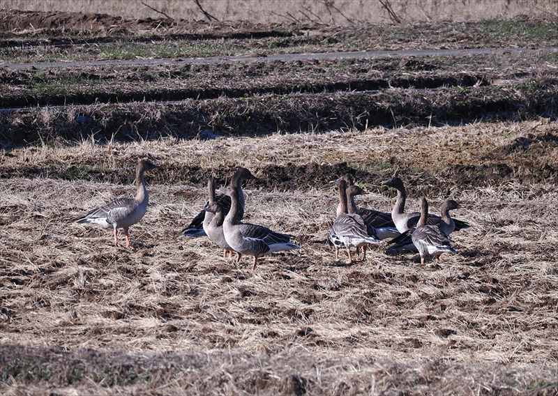 亜種オオヒシクイ