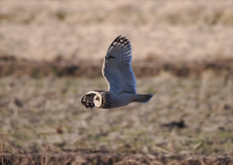 コミミズク(側面)