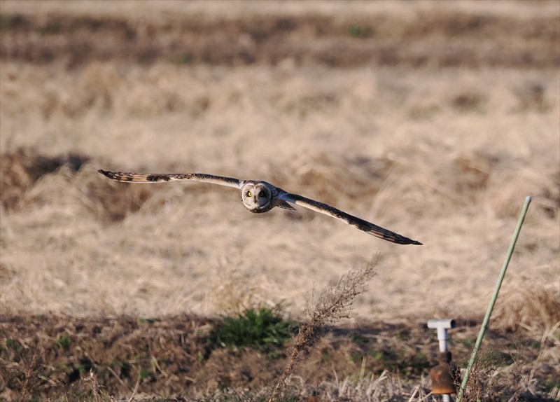 コミミズク(正面)