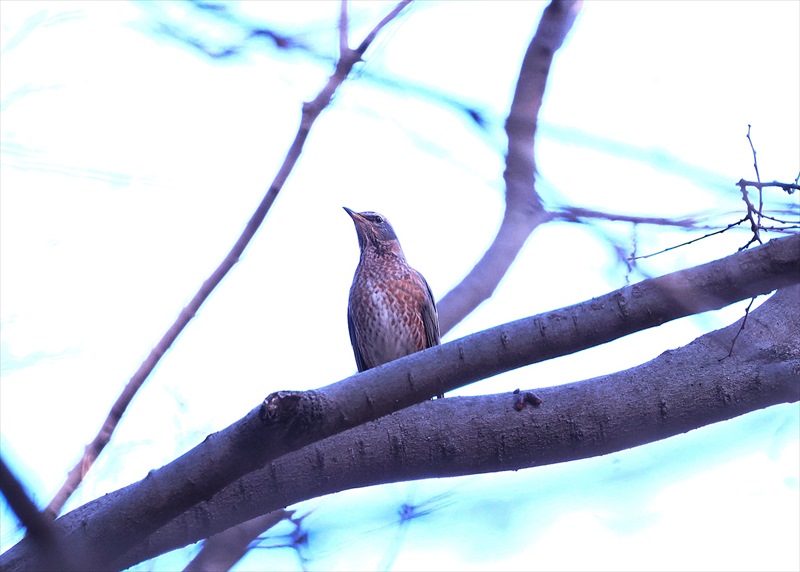 ハチジョウツグミ