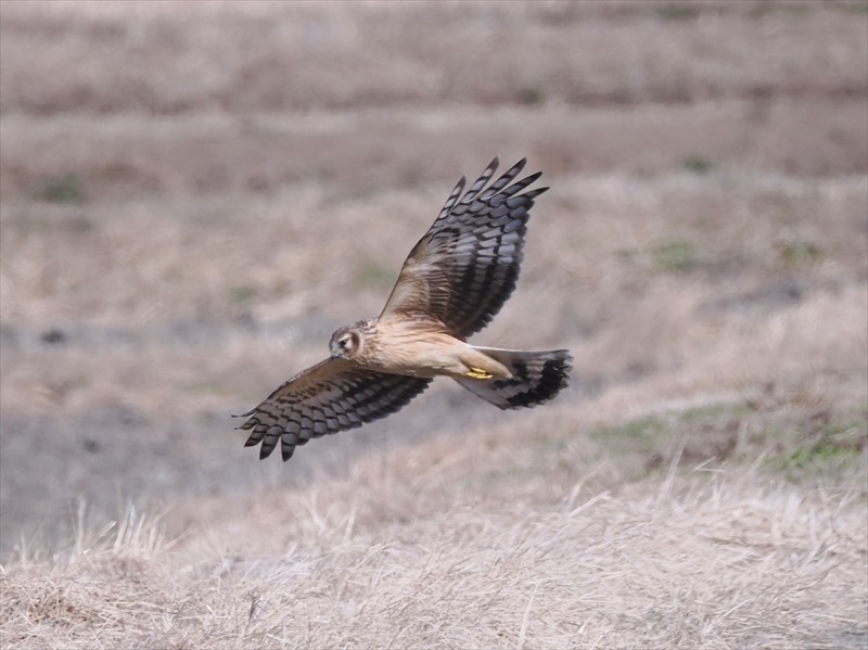 ハイイロチュウヒ♀