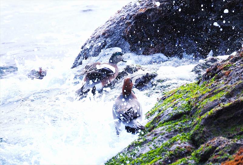 アメリカヒドリ・ヒドリガモ