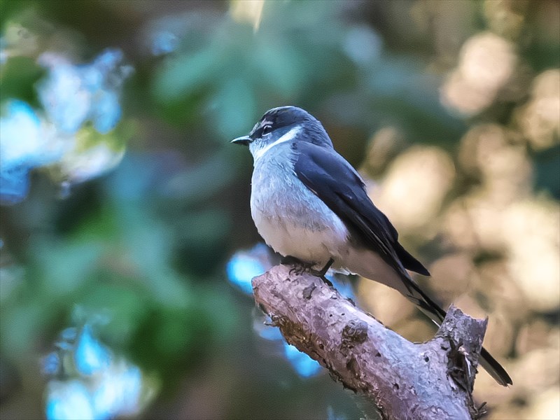 リュウキュウサンショウクイ