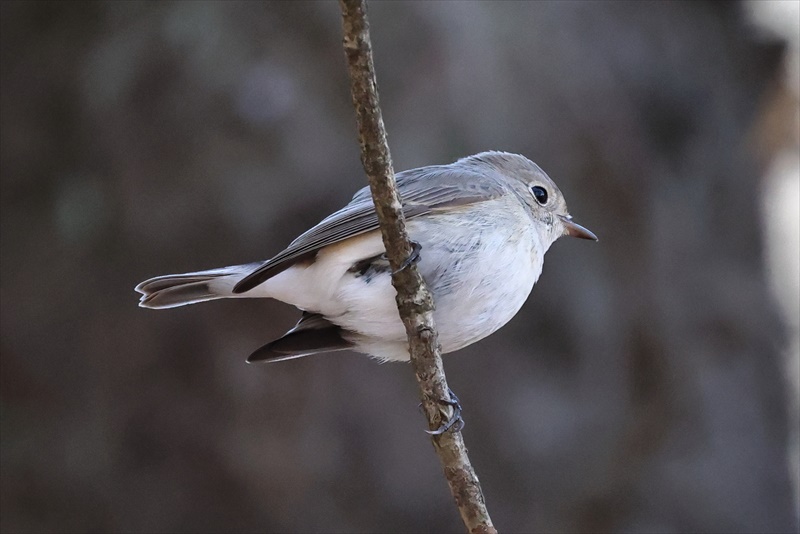 ニシオジロビタキ