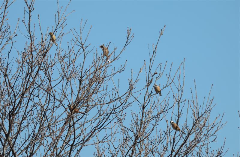 五羽のホオジロ