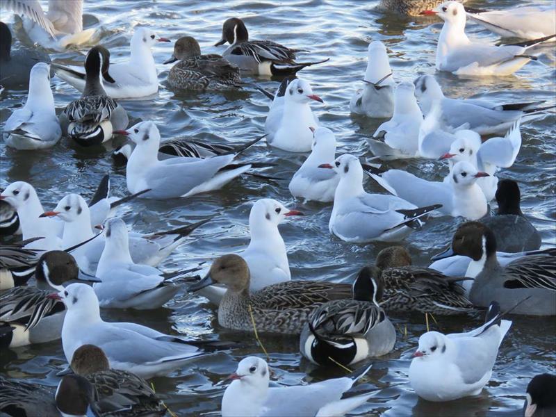 オナガガモとユリカモメ