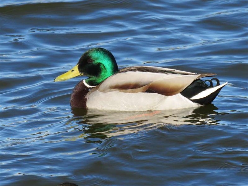 構造色輝くマガモ