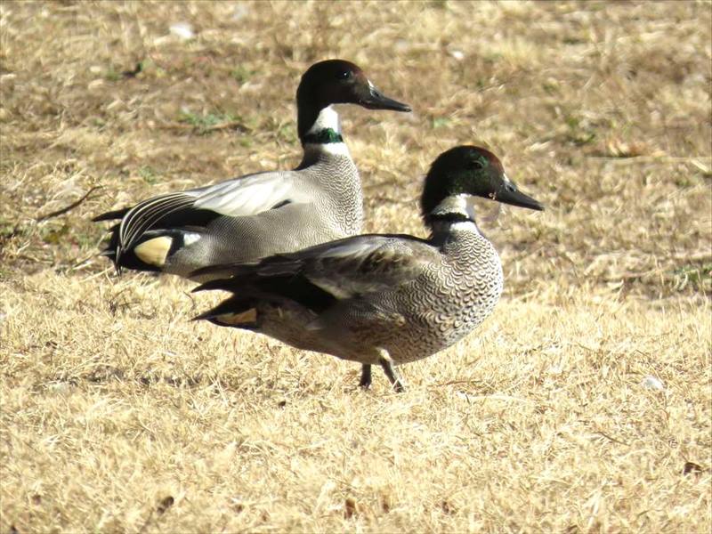 芝生で休息中のヨシガモ