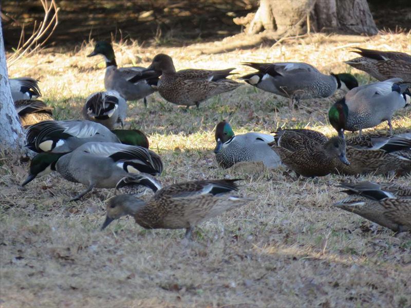 木陰で食事中のヨシガモ
