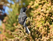 リュウキュウサンショウクイ