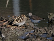 タシギとクサシギ