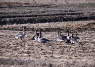 亜種オオヒシクイ